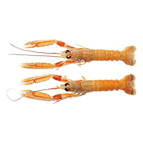 Langoustines dagvers Noorwegen 7-12 Langoustines dagvers Noorwegen 7-12