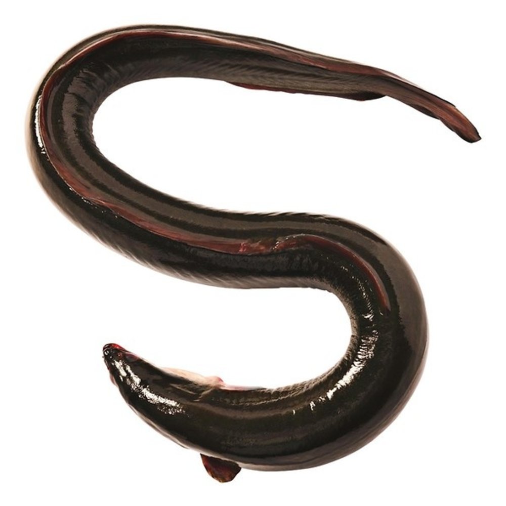 Klooster Paling heel, gestript 300 gram Klooster Paling heel, gestript 300 gram