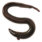 Klooster Paling heel, gestript 300 gram Klooster Paling heel, gestript 300 gram