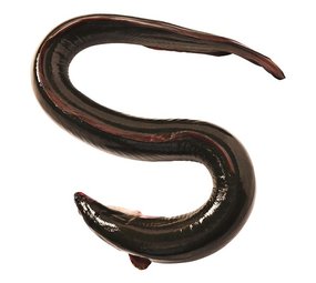 Klooster Paling heel, gestript 300 gram Klooster Paling heel, gestript 300 gram