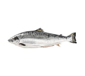 Zalm Noors heel Zalm Noors heel