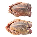 Wilde duif ( houtduif ) Wilde duif ( houtduif )