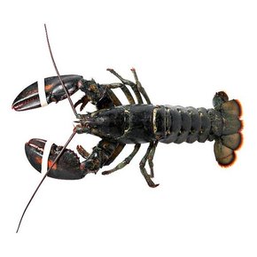 Schaal & Schelp dieren Schaal & Schelp dieren