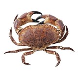Noordzee krab per stuk +/- 1100 gram Noordzee krab per stuk +/- 1100 gram