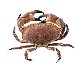 Noordzee krab per stuk +/- 1100 gram Noordzee krab per stuk +/- 1100 gram