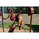 Afrikaanse BBQ Workshop 23 maart 2024 Amstelveen Afrikaanse BBQ Workshop 23 maart 2024 Amstelveen