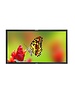 Plura Plura PBM-332-4K  32" 4K Broadcast Monitor