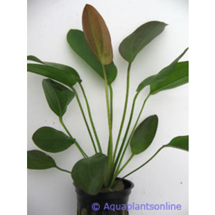 Echinodorus osirus rubra