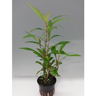 Hygrophila angustifolia