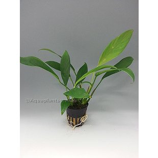 Anubias afzeli