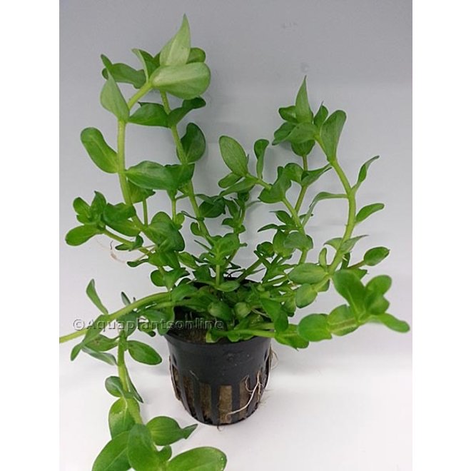 bacopa amplexicaulis aquarium