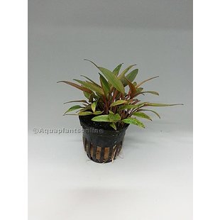 Cryptocoryne wendtii (Bruin)