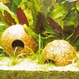 JBL Cocos Cava 3/4 L, grot