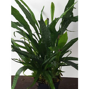 Microsorum pteropus, moederplant