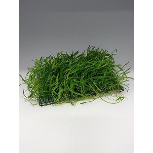Lilaeopsis Novea-Zelandiae op mat