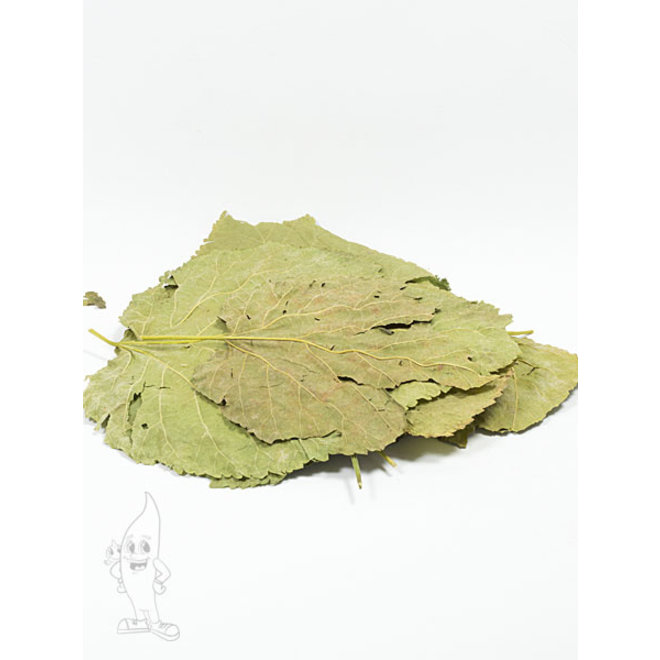 Mulberry leaves, 10 moerbei bladeren