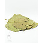 Mulberry leaves, 10 moerbei bladeren