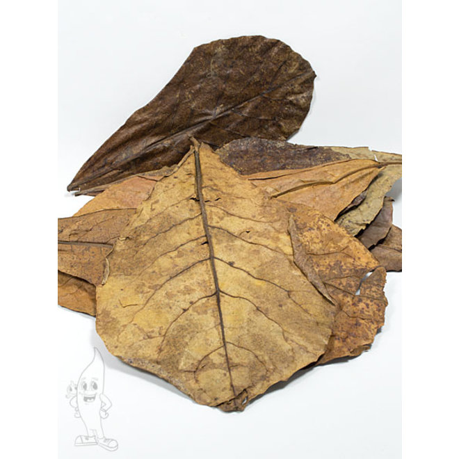 Catappa Leaves XL, 10 amandelboom bladeren