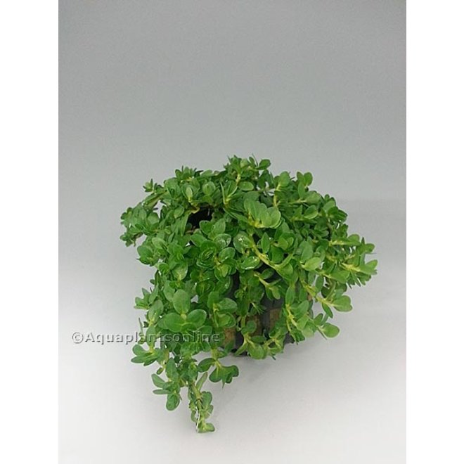 Rotala sp. Green