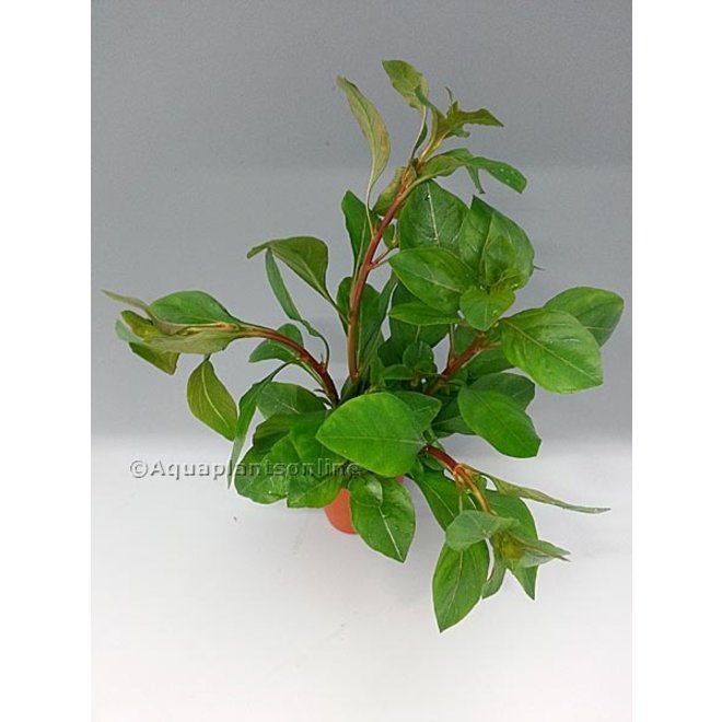 Ludwigia sp "Mesacana"