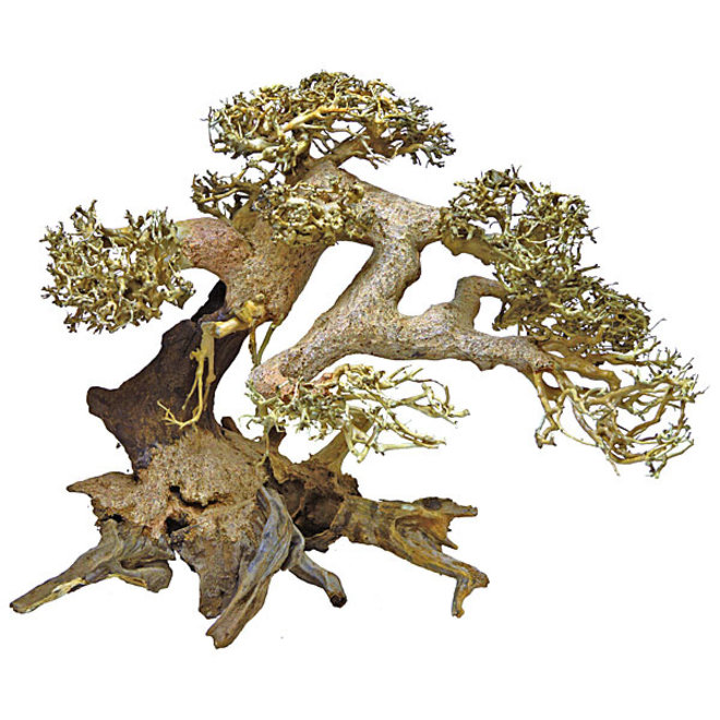 Superfish Bonsai driftwood large, bonsai boom groot