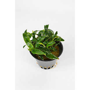 Anubias nana pangolino GRATIS vanaf 69,- (PlantExpress)