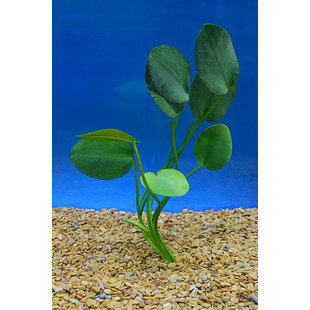 Hydrocleys nymphoides