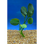 Hydrocleys nymphoides