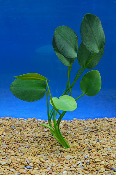 Het eens zijn met bodem token Hydrocleys nymphoides - Aquaplantsonline voor al uw aquariumplanten en  producten