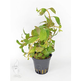 Ludwigia sp. atlantis
