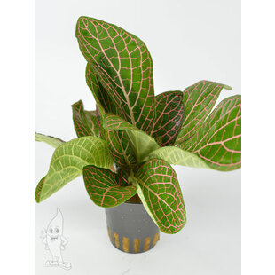 Fittonia Red (Terrarium)