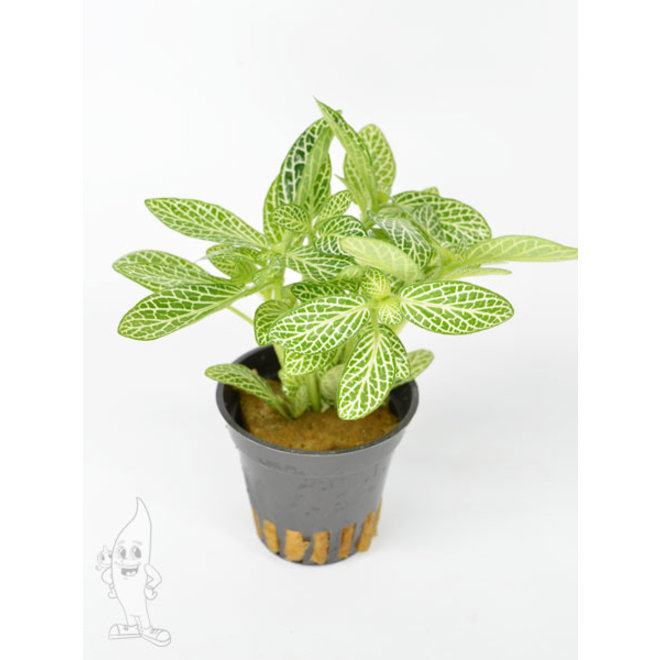 Fittonia White (Terrarium)