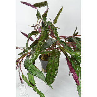 Hemigraphis Exotica (Terrarium)