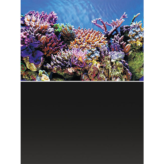 Superfish Deco poster A1, 60x30 cm achtergrond