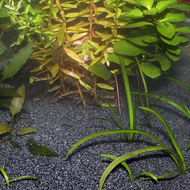 Partina City scherp in tegenstelling tot JBL Sansibar Dark 10 kg, fijne zwarte bodemgrond - Aquaplantsonline voor al  uw aquariumplanten en producten