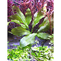 Echinodorus groene ozelot