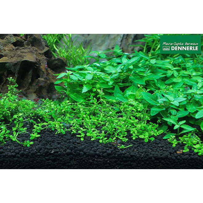 Dennerle Scaper's Soil, actieve aquariumbodem