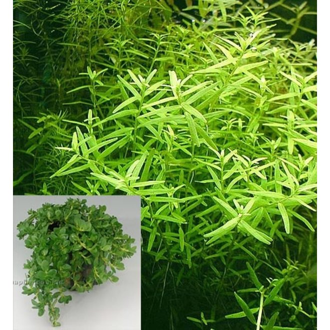 Rotala sp. Green