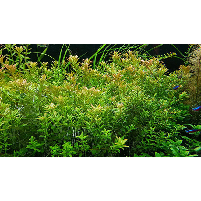 Rotala rotundifolia "Orange Juice"