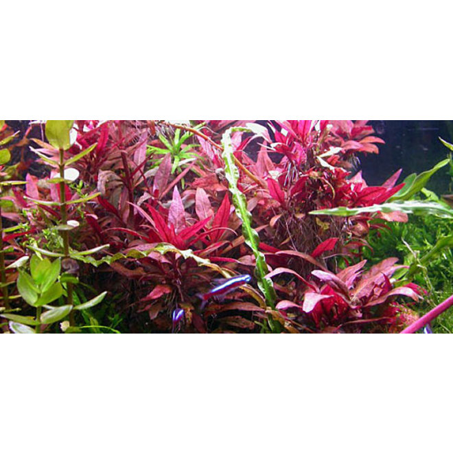 Alternanthera reineckii "Pink"