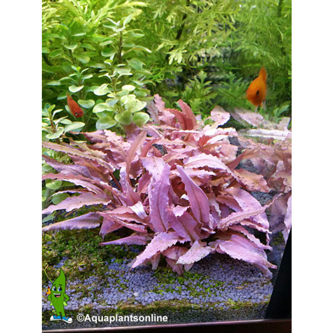 Cryptocoryne sp. Flamingo