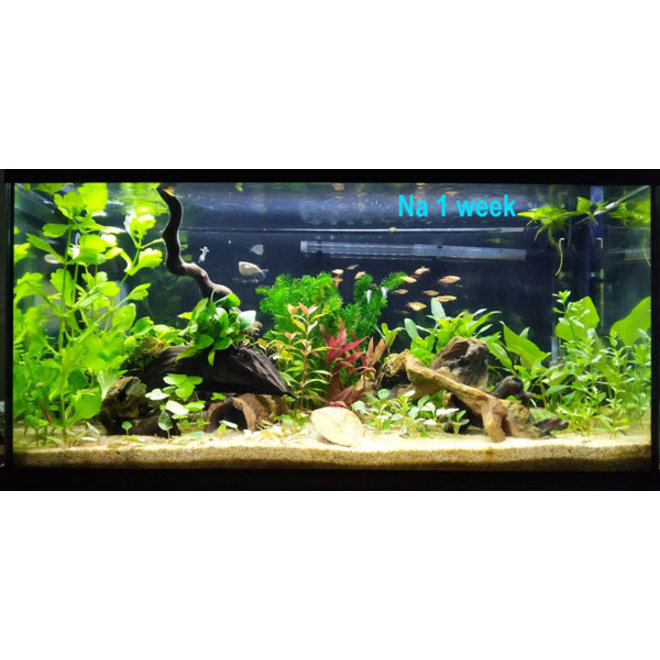 speler rietje Dierbare Starter pakket 80x40 - Aquaplantsonline voor al uw aquariumplanten en  producten