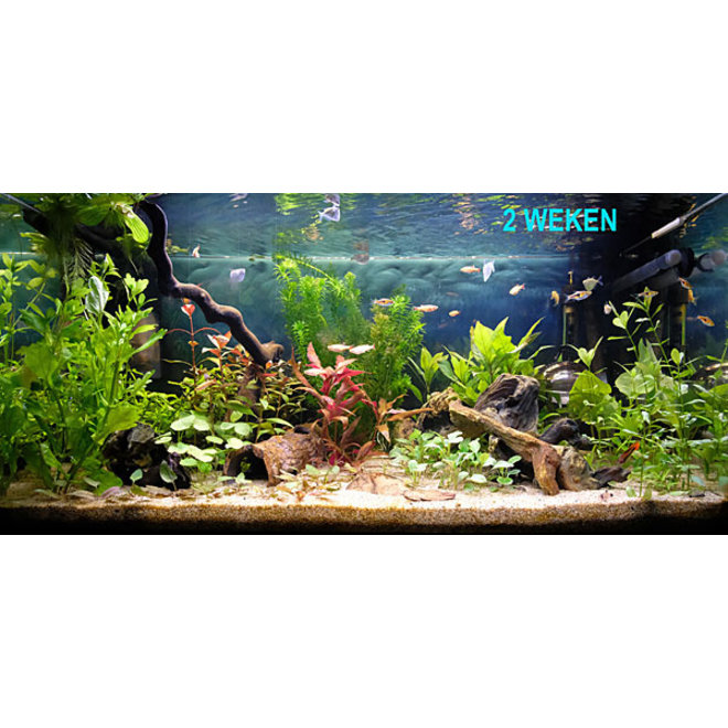 speler rietje Dierbare Starter pakket 80x40 - Aquaplantsonline voor al uw aquariumplanten en  producten