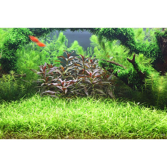 lezer eenvoudig Wetenschap Helanthium tenellum (Echinodorus tenellus), invitro bakje -  Aquaplantsonline voor al uw aquariumplanten en producten