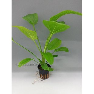 Echinodorus radicans