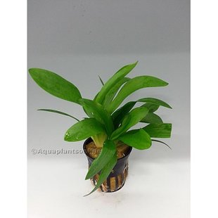 Sagittaria Platyphylla