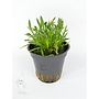Cryptocoryne parva