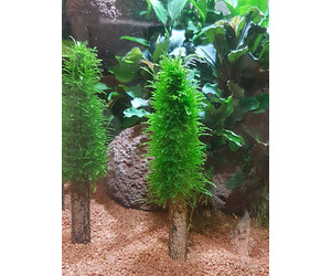 Zoekmachinemarketing Gestaag Normaal APO Aquarium decoratie boom - Aquaplantsonline voor al uw aquariumplanten  en producten