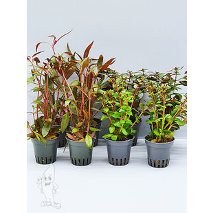 APO plantenpakket ROOD