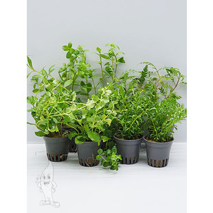 APO plantenpakket GROEN